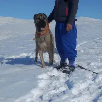 واگذاری سگ سرابی|سگ|سراب, |دیوار