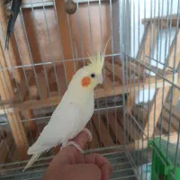 عروس هلندی|پرنده|حبیب آباد, |دیوار