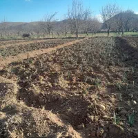 بذرپیاز قرمز درجه یک ۷پوست مال امسال هست|گل و گیاه طبیعی|میاندوآب, |دیوار