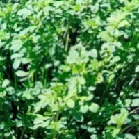 فروش بذر یونجه گرمسیری کل استان کشاورز|خدمات باغبانی و درختکاری|نرماشیر, |دیوار