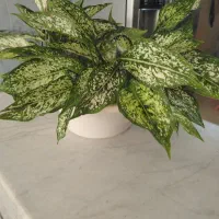 قلمه گل اگلونما برفی