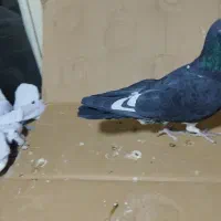 کبوتر قاره نر پرشی مفلق ازبلندی گرفتم