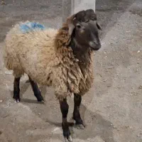 کیفیت بالا قیمت بالا و واقعی گوسفند زنده