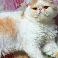 اگزوتیک شورت هیر بای کالر