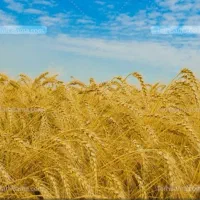 نیازمند کمباین کاه کوب هستم