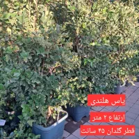 یاس هلندی|گل و گیاه طبیعی|تهران, مجیدیه|دیوار