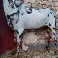 نر بز پنجابی اصل
