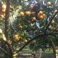 پرتقال تامسون سردرختی