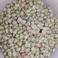 لوبیا تازه امسال