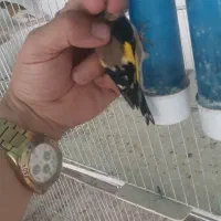 سهره و قناری خوشگل|پرنده|اردبیل, |دیوار