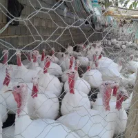 بوقلمون زنده وگوشت بوقلمون