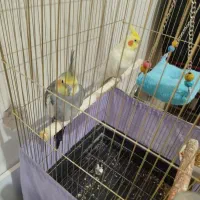 عروس هلندی