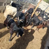 فروش|حیوانات مزرعه|داراب, |دیوار