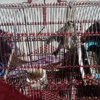 سهره نر|پرنده|فیروزآباد (فارس), |دیوار