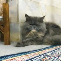 گربه بازیگوش|گربه|اردکان, |دیوار