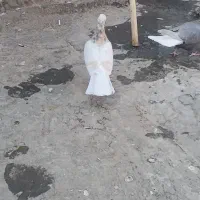 زرد هفرنگ ماده|پرنده|تاکستان, |دیوار