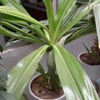 گل و گلدان|گل و گیاه طبیعی|لنجان, |دیوار