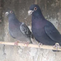 پرنده|پرنده|مشهد, نرگس (شهرک غرب)|دیوار