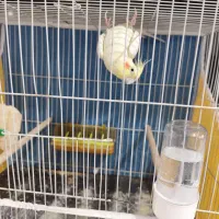 دو جفت عروس هلندی لوتینو البینو|پرنده|مشهد, شهید علی محمدی|دیوار