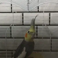 عروس هلندی نر وماده