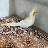 مرغ عروس هلندی نژاد لوتینو لیمویی نر فروشی|پرنده|کاشان, باغ ماجد|دیوار