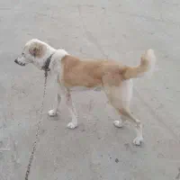 سگ دو رگه الابای برای باغ و حیاط یا دامداری