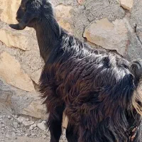 کهره نر وماده|حیوانات مزرعه|اهرم, |دیوار