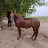 اسب مادیون کرد
