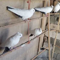 کبوتر دم سیاه|پرنده|ایوان, |دیوار