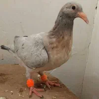 کفتر سار هفت رنگ