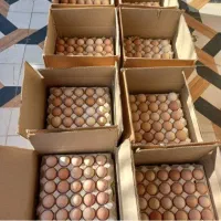 تخم مرغ گلپایگانی|خوردنی و آشامیدنی|تهران, مخصوص|دیوار