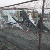 کفتر صید بوم بلند|پرنده|مشهد, کوشش|دیوار