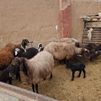 میش بره|حیوانات مزرعه|ابریشم, |دیوار