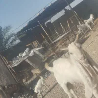 فروش دوتا پازن گلابی و پتیری پاکستانی