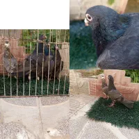 کبوتر