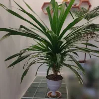 گل برگ خنجری یا پاندانوس