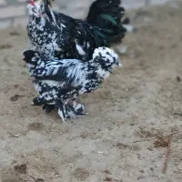 مرغ و خروس سلطان تخم گذار|حیوانات مزرعه|مرند, |دیوار