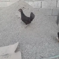 جوجه