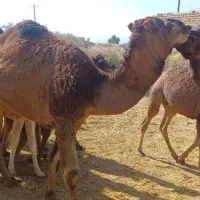 شتر داشتی و گوشتی