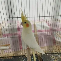 عروس هلندی|پرنده|گرگان, |دیوار