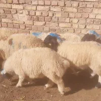 ۷عدد بره نرسبک وزن