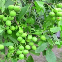 تولید و عرضه نهال گردو بلغاری