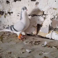 کبوتر شصتی نر قلدر بدرنگ نر|پرنده|تاکستان, |دیوار