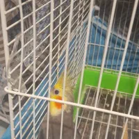 عروس هنلدی نر