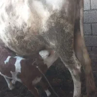 گاو|حیوانات مزرعه|دزفول, |دیوار