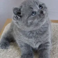 علاقه‌مندان بریتیش، این آگهی را ببینند