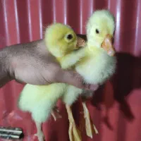 جوجه قوغاز لیندااصیل و آفریقایی