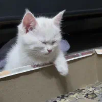 بچه گربه پرشین بسیار ملوس و با مزه