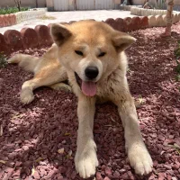 سگ آکیتا ژاپنی ماده