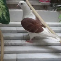 ماده شون سرخ|حیوانات|دورود, |دیوار